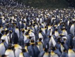 pinguins pinguins